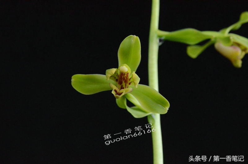 「艺兰频道」一二四:五月温度渐走高通风解闷不可少——又说管理