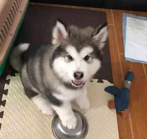 刚到家的狗狗晚上叫怎么办,为什么狗狗剃完毛晚上总是叫