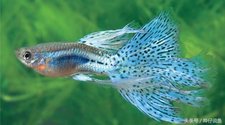 养鱼喂食日常注意事项大全,养鱼老三样是每天都要换水加盐吗