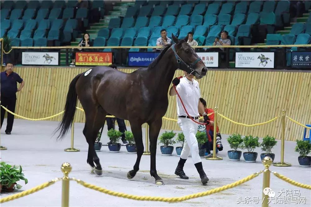 均价超30万，总成交价1300万！半数新马主成玉龙纯血马拍卖会主力