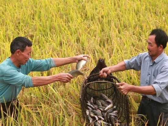 桂林全州11月有什么特产,桂林下酒特产必买清单大全