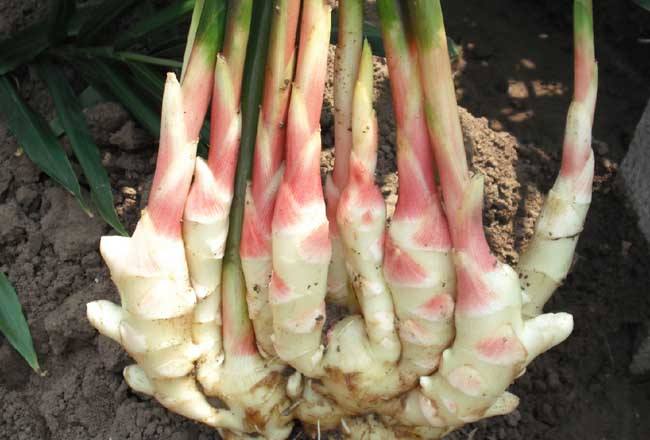 桂林全州11月有什么特产,桂林下酒特产必买清单大全