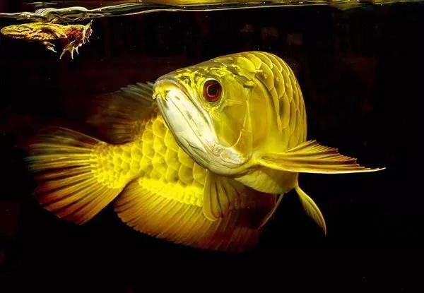 金头镇宅龙鱼,镇宅龙鱼放在什么方向