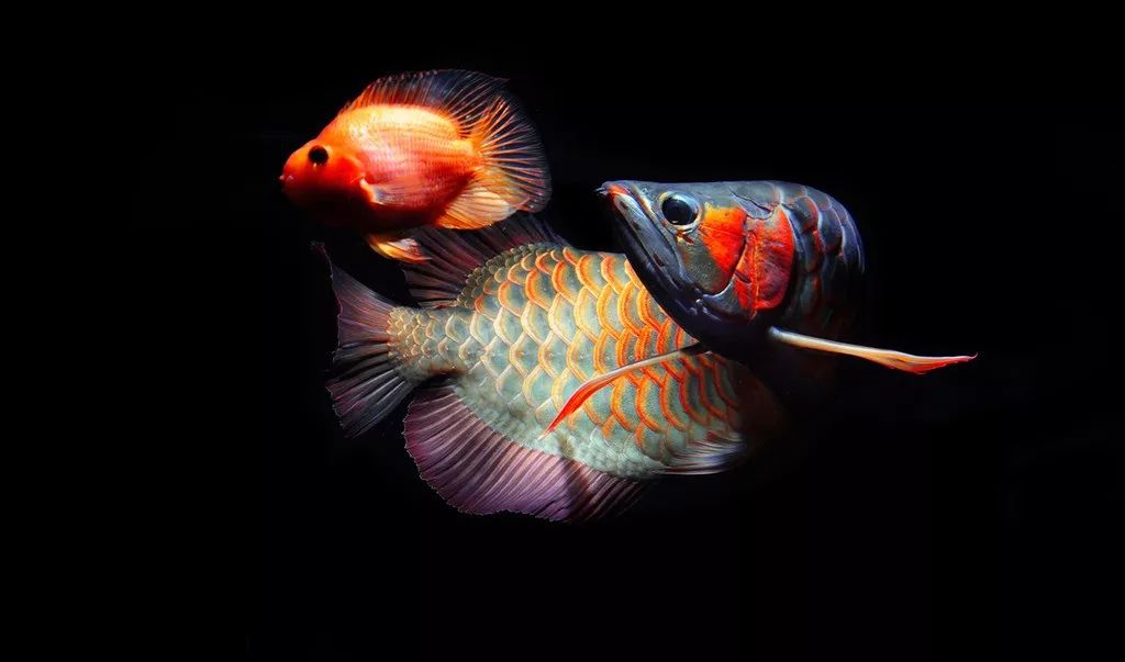 六角龙鱼怎么繁殖视频,如何饲养繁殖龙鱼