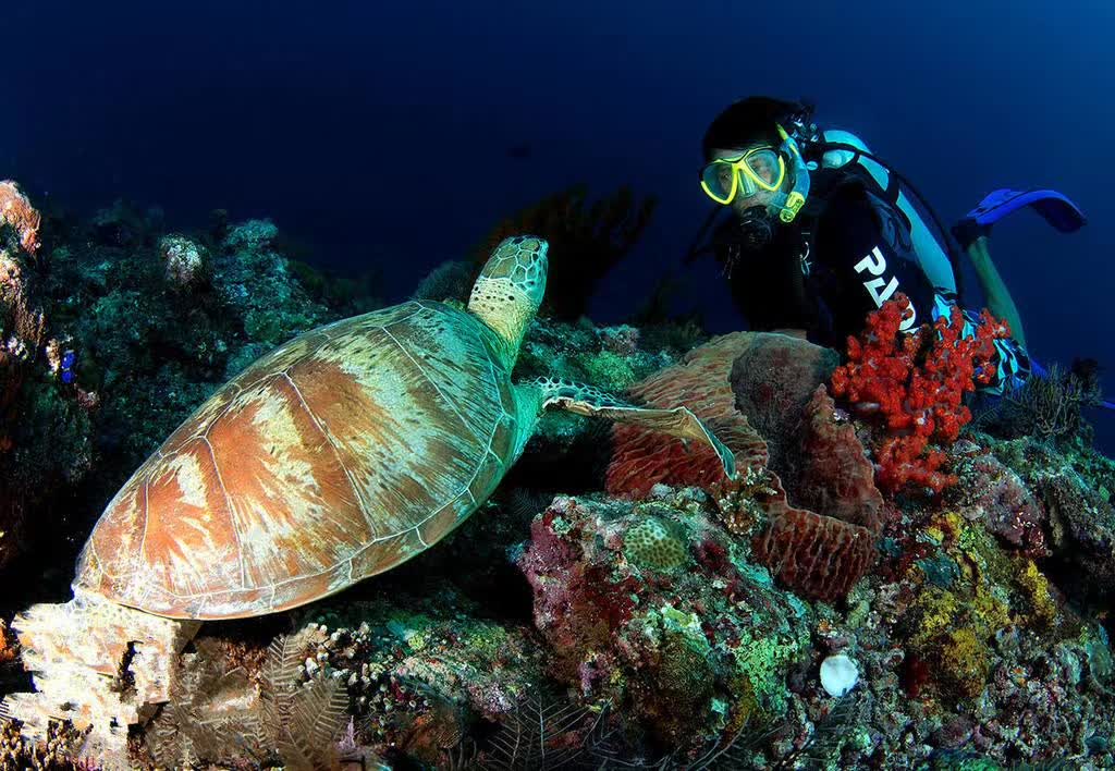 婆罗洲最神奇的探秘之旅,婆罗洲雨林探险