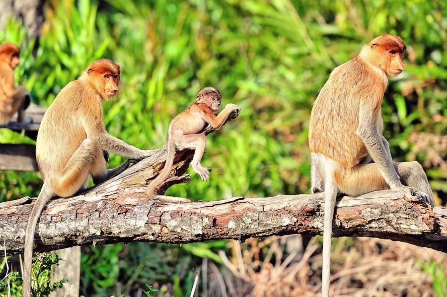 婆罗洲最神奇的探秘之旅,婆罗洲雨林探险