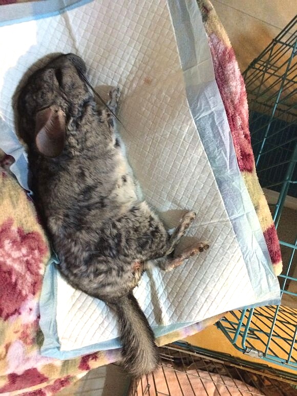 龙猫做完绝育手术还有功能吗 (龙猫可以绝育吗)