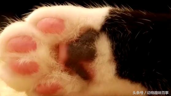 你见过猫咪喝水吗,猫咪是怎么出汗的