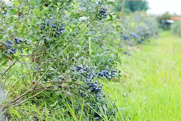 最新蓝莓采摘,蓝莓基地怎么采摘蓝莓