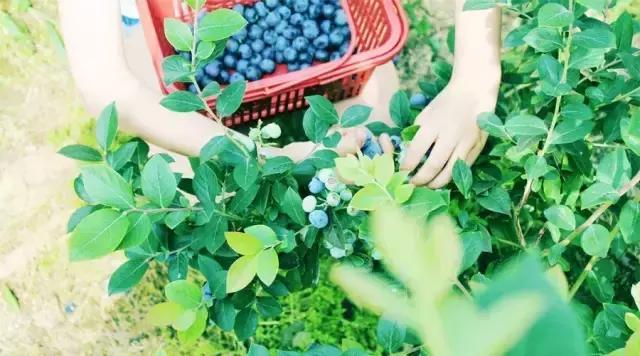 最新蓝莓采摘,蓝莓基地怎么采摘蓝莓