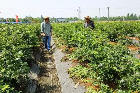 最新蓝莓采摘,蓝莓基地怎么采摘蓝莓