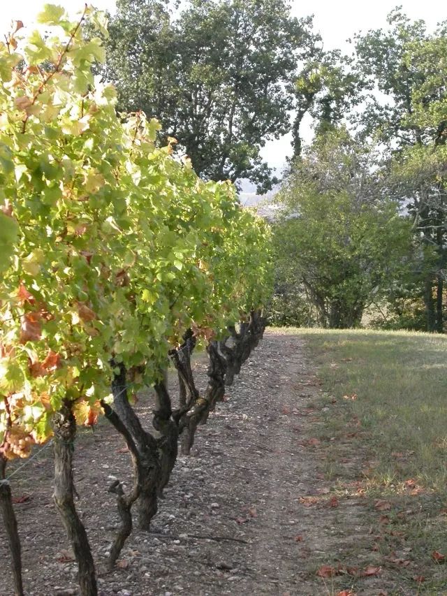 猎奇｜一次葡萄酒作为*情催**大师的实验