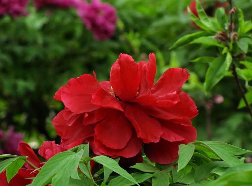 黄正华的诗词,黄正华经典诗词