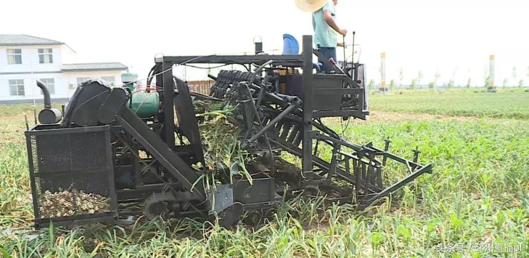 有了这个大家伙，蒜农再也不用为起蒜发愁了！