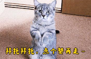 日本人对中国人养秋田犬的看法,秋田犬有多厉害