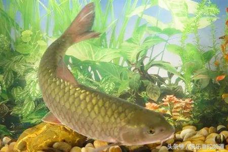 野钓大草鱼技巧及方法,新手怎么钓大草鱼技巧