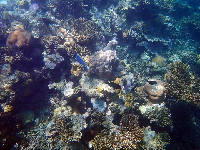 马代有毒，去过就停不下来~马尔代夫奥臻岛ozen