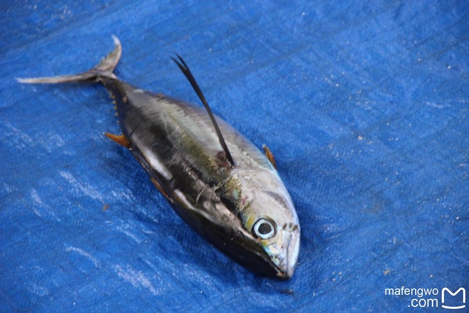 马代有毒，去过就停不下来~马尔代夫奥臻岛ozen