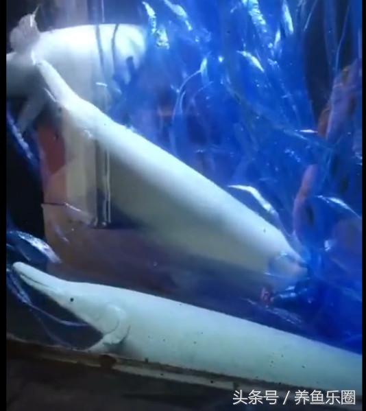 因为5毛钱的塑料带,我成功繁殖了白化火箭鱼!