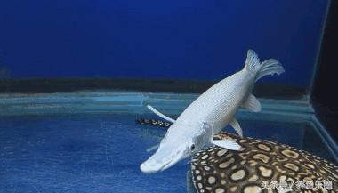 因为5毛钱的塑料带,我成功繁殖了白化火箭鱼!