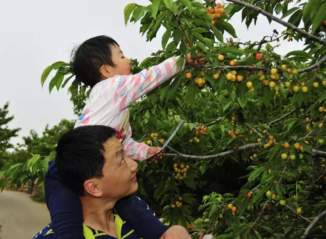 2020年烟台大棚樱桃采摘,最美樱桃季烟台露天大樱桃采摘啦