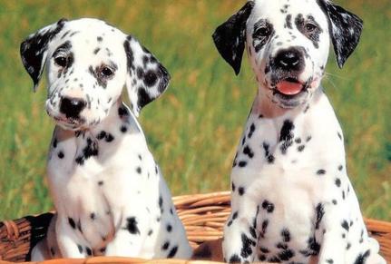 狗狗打预防针过敏是怎么样的,狗狗打疫苗过敏用什么针缓解