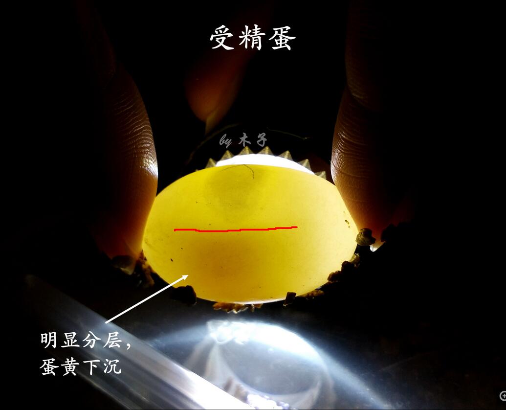 怎么看龟蛋有没有受孕,怎么查看龟蛋是否具有孵化条件