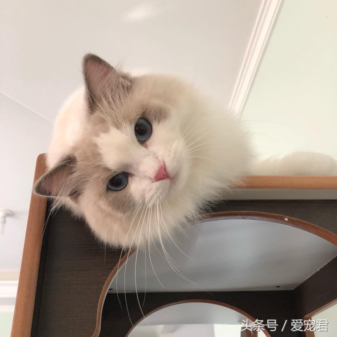 猫咪指甲挠人怎么办,一定要定期修剪猫咪的指甲