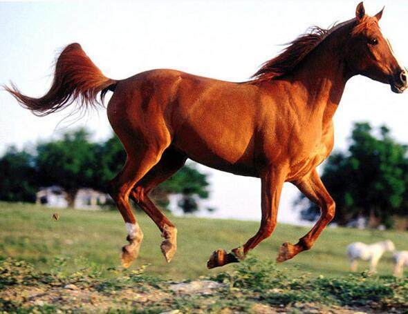 传说中的汗血宝马如今为何消失了,古代的汗血宝马真的存在吗