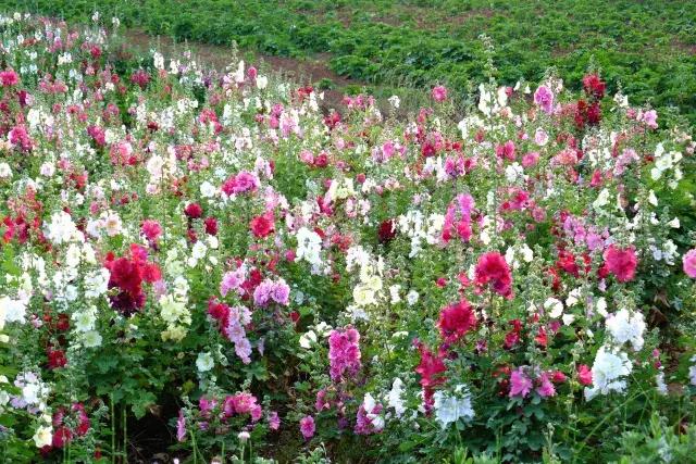 金堂鲜花山谷风景区门票多少钱,鲜花山谷金堂