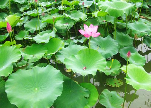 防中暑的中药材,天热喝什么中药材防中暑