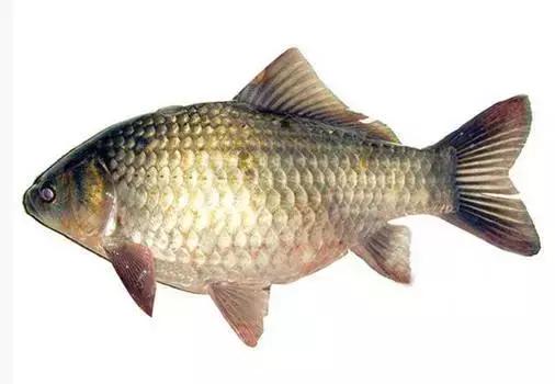 黑龙江省的鳇鱼,中国黑龙江的鳇鱼