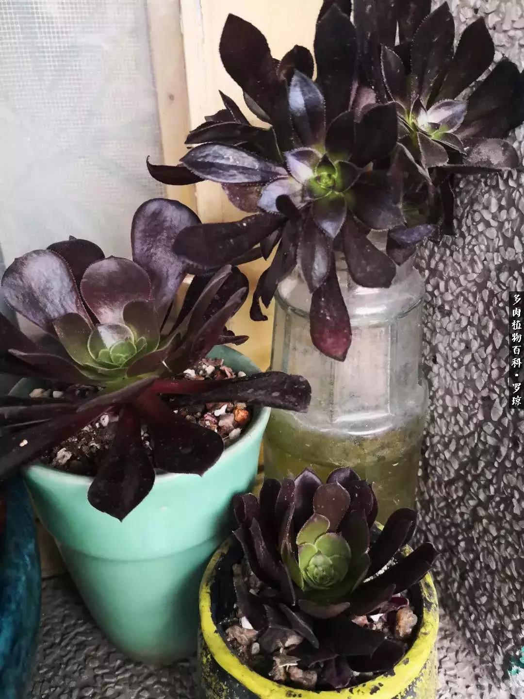 我的爱多肉原版视频,多肉我的一生所爱原版