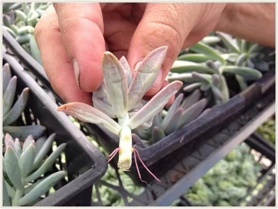 多肉宝珠徒长了怎么办,多肉徒长的原因及处理