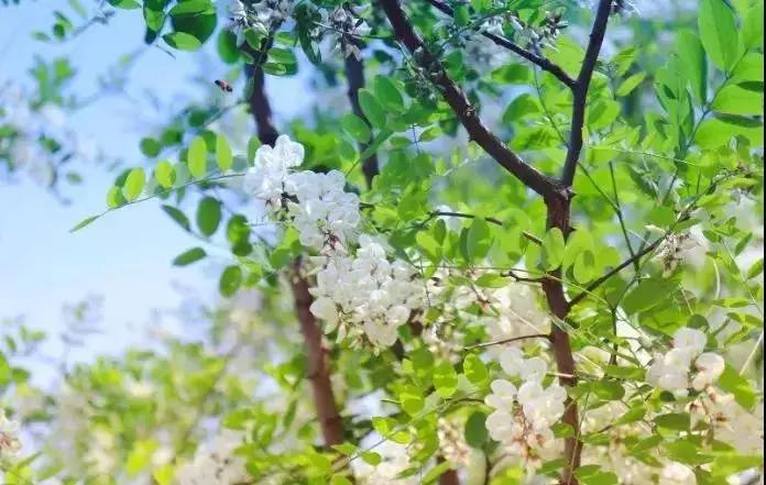 大连周边最佳赏槐地美的让人窒息