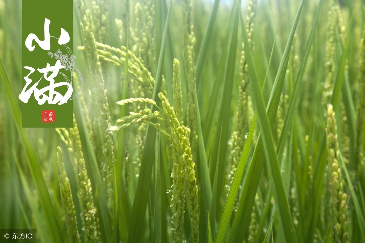 中国的二十四节气用英语怎么说,二十四节气英语作文