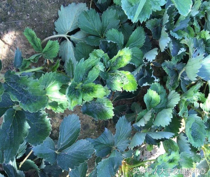 草莓病毒病最佳治疗方法,草莓病毒病用什么药治