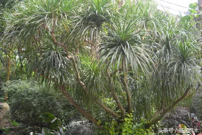 巴西木龙血树的辨识区别和鉴赏,巴西木龙血树能长多大