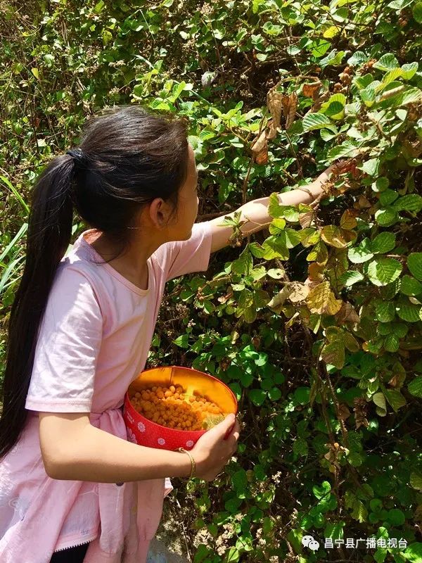 无刺黄泡采摘园昌宁,昌宁摘黄泡的地方