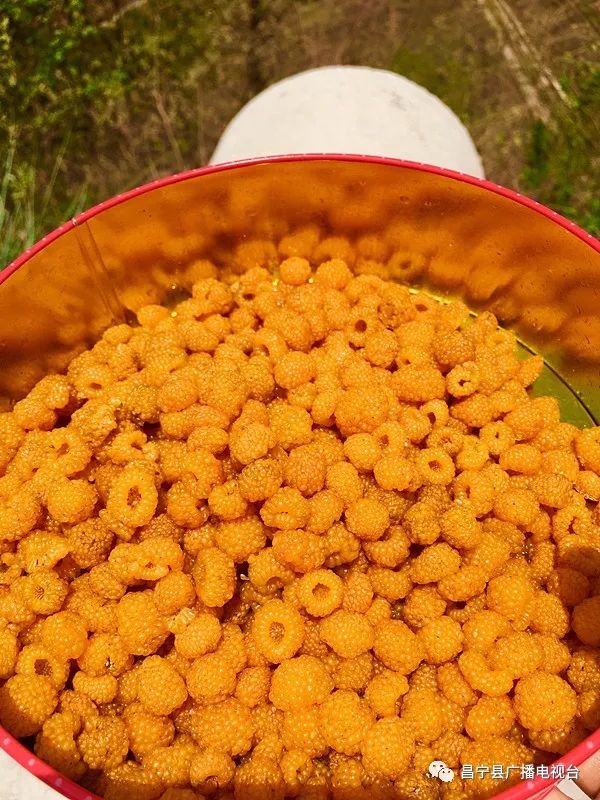 无刺黄泡采摘园昌宁,昌宁摘黄泡的地方