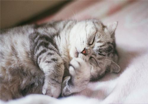 猫咪中暑的症状及治疗方法图片,猫咪中暑怎么缓解