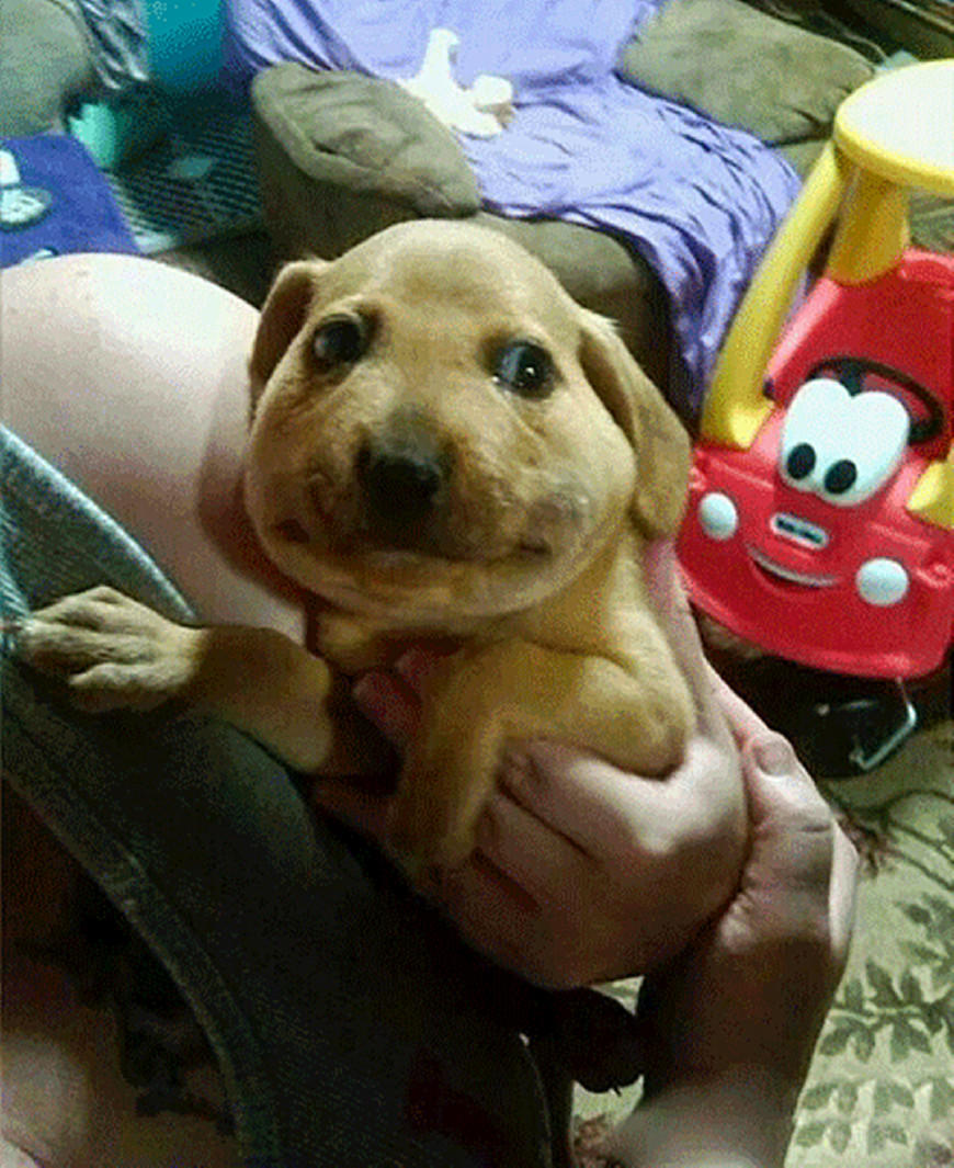 二哈被密蜂蜇,被蜜蜂蜇的狗狗事实上是因为什么