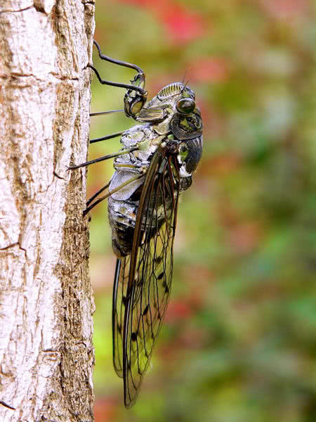 盘点小时候在农村常见的虫子,农村小时候常见的虫子