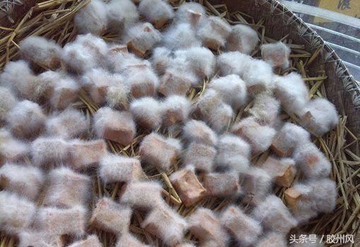 胶州大白菜最正宗,胶州大白菜纪录片