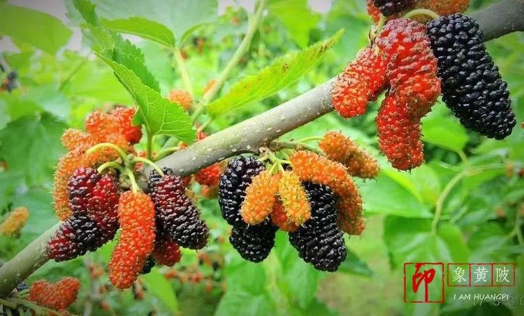 黄陂好景何处觅，火塔公路几十里