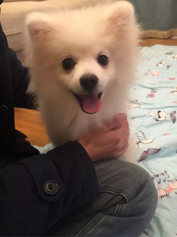 银狐犬讨人喜欢为啥养的人却不多,银狐犬为什么很少人养