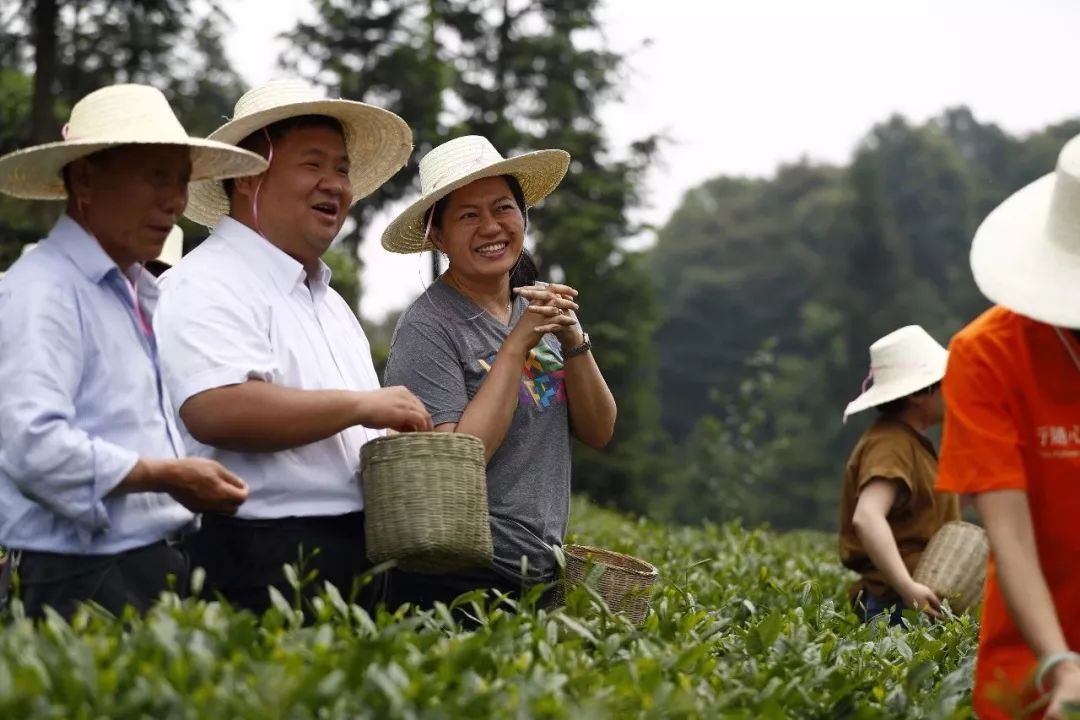 这一片茶园,给北纬30度震区人民带来生活希望