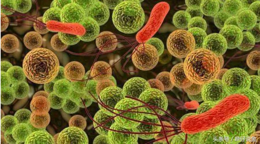 鱼缸em菌有必要用吗,鱼缸养鱼em菌喂鱼多久喂一次