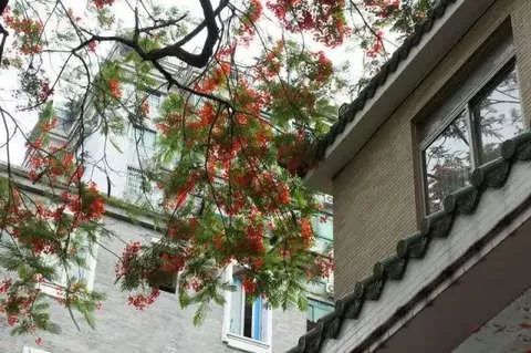 南国有嘉木的下一句是什么,南国有嘉木出处