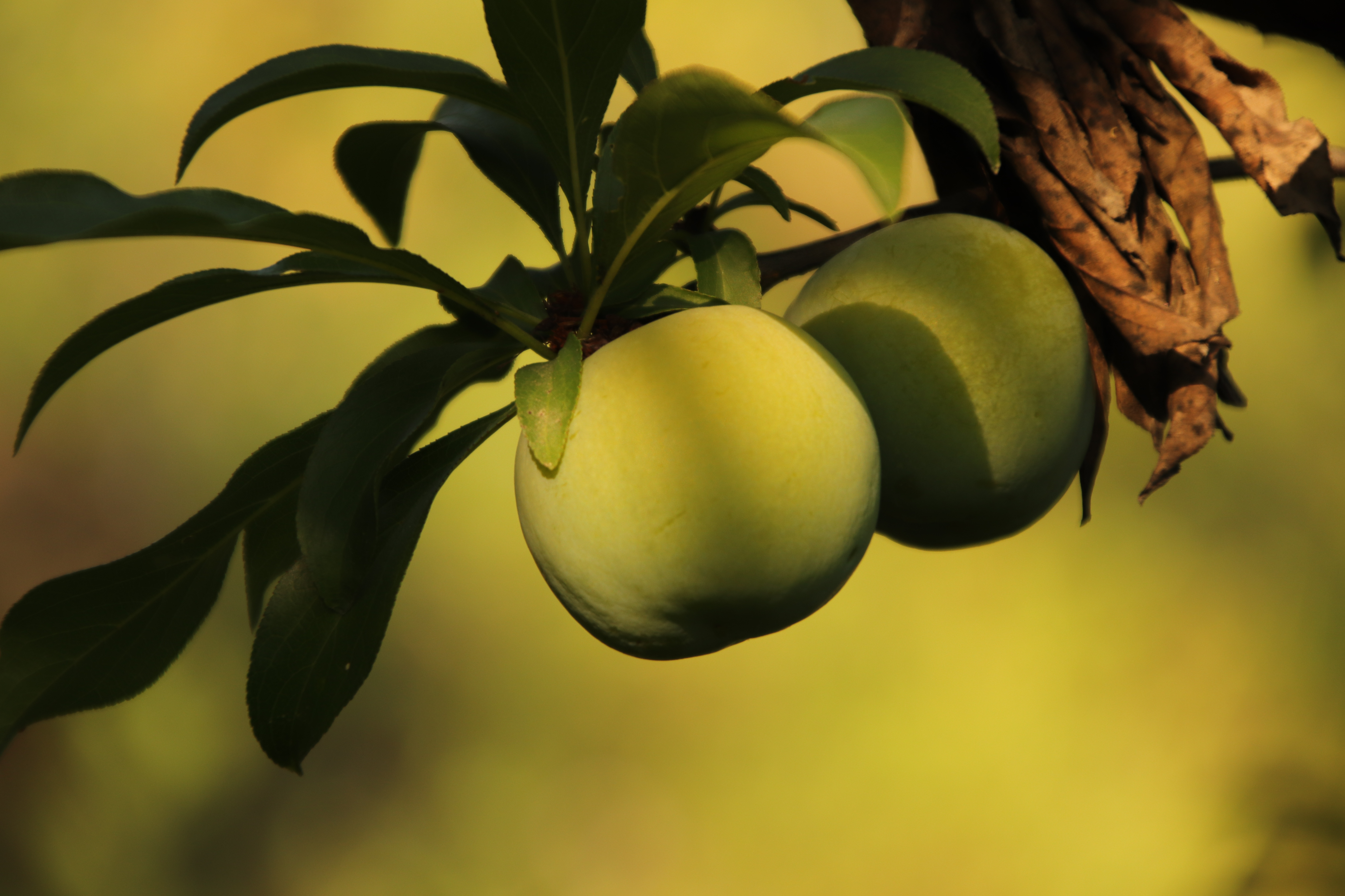 贵州盛产李子的地方,去贵州旅游吃到的李子